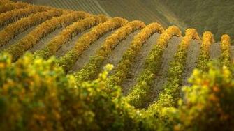 Vineyard Computer Wallpaper Desktop Background