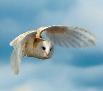 Flying Owl Wallpaper HD