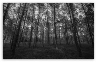 Forest Black And White HD Wallpaper For Standard Fullscreen