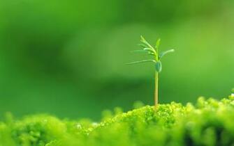 Green Life Wallpaper Pantheism