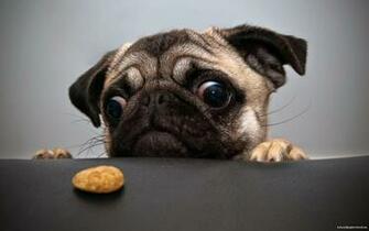 Funny Dog Background Cool Wallpaper