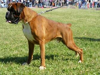 Boxer Santa Dogs Wallpaper Desktop