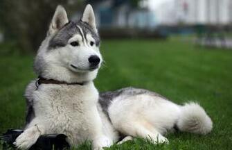 Dog Photo Siberian Huskies Wallpaper