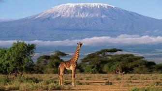 Africa Desktop Wallpaper HD Background Of Your Choice