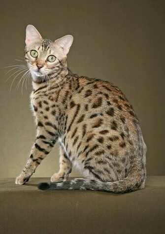 Bengal Cat Domestic