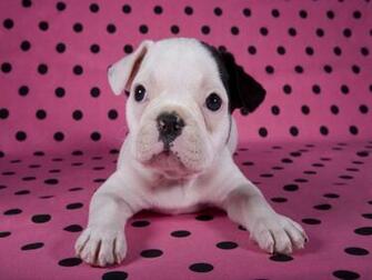 French Bulldog Puppies Wallpaper Pics Fun Animals Wiki Videos