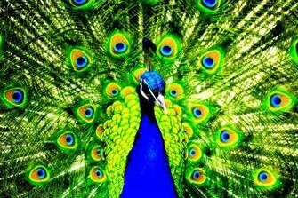 Peacock Wallpaper HD Amazing