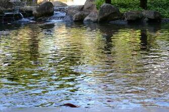 Koi Pond Live Wallpaper Screensaver For260 Many