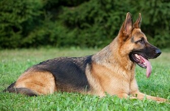 German Shepherd Dog New HD Wallpaper