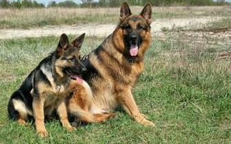 German Shepherd Computer Wallpaper Desktop Background