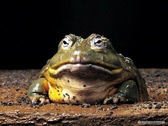 Frog Wallpaper Frogs