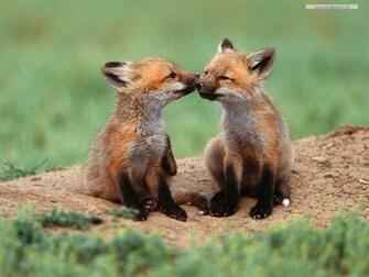 Wild Animals Wallpaper Desktop Background Computer