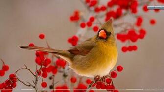 Female Northern Cardinal Among Hawthorn Berries Wallpaper