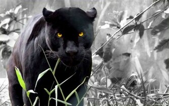 Black Panther Wallpaper Pictures Image