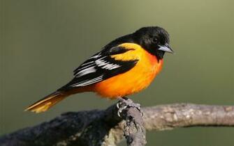 Baltimore Oriole Small Icterid Beautiful Black Bird High Quality