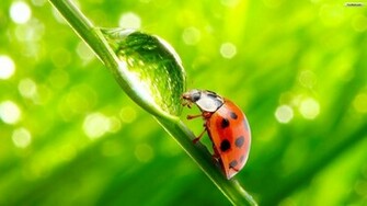 Youwall Lady Bug Wallpaper