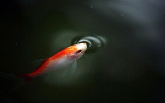Best Collection Of Animal Wallpaper GetHDpics
