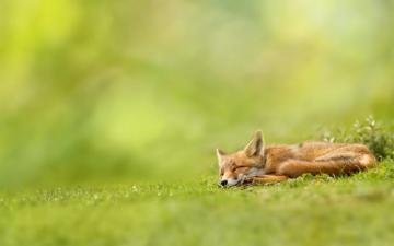 Sleeping Fox