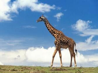 Giraffe Wallpaper For Desktop In HD