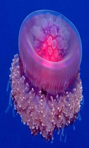 Color Jellyfish Live Wallpaper Android