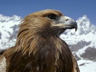 Golden Eagles Image The Beautiful Eagle HD