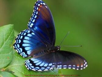 Beautiful Wallpaper Butterflies