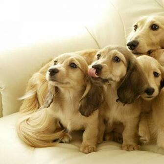 Miniature Dachshund iPadwallpaper Me