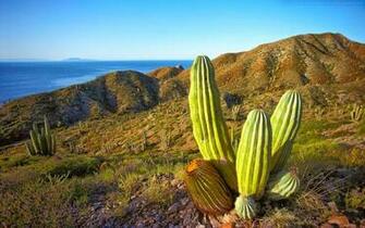 Beautiful Wallpaper Cactus