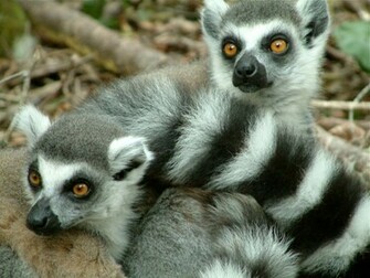 Lemur Funny Cat Wallpaper Madagascar Lemurs
