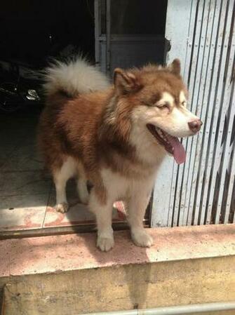 Alaskan Husky Dog Pictures Photos Animals Pets Spot