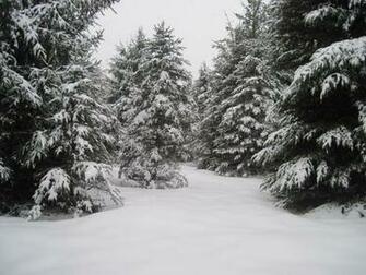 Pine Tree Forest Winter By Salamander Stock