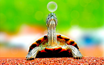 Top Cool Turtle Wallpaper Full HD 4k To Use