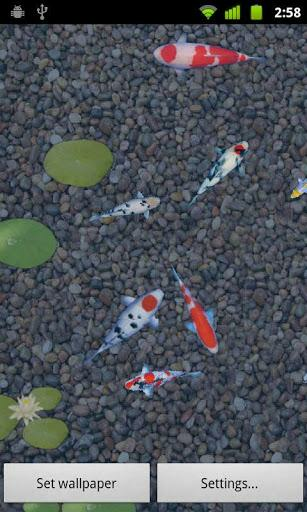 Anipet Koi Live Wallpaper V1