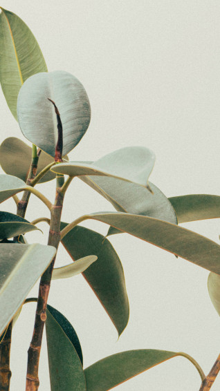 Minimalist Plant Wallpaper