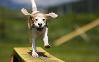 Dog Wallpaper Cool Dogs Desktop Image Fidelity Animals