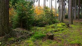 Autumn Forest Desktop Pc And Mac Wallpaper