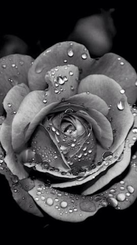 White Rose iPhone Wallpaper On