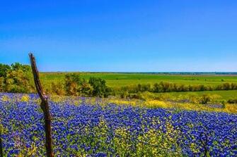 The Year Bluebonnet War Hppr