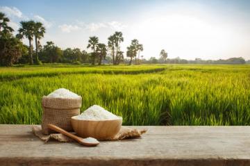 Asian Uncooked White Rice With The Field Background Envirotec