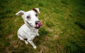 Puppy Desktop Wallpaper High Definition Quality
