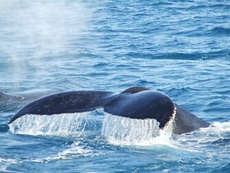 Zoomed In Whale Tail Wallpaper