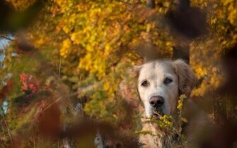 Cute Fall Wallpaper HD Lovely
