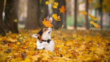 Animals In Autumn Wallpaper