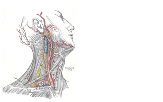 Gray Anatomy