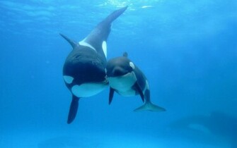 The Orca Wallpaper Desktopwallpaper Desktop Background