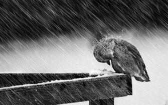 Birds Winter Animal Widescreen Wallpaper