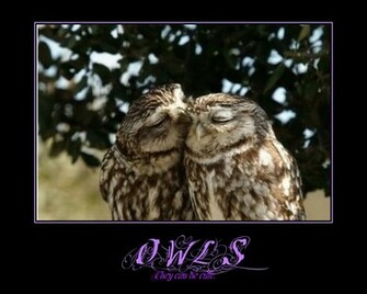 Owl Demotivational By Onikage108