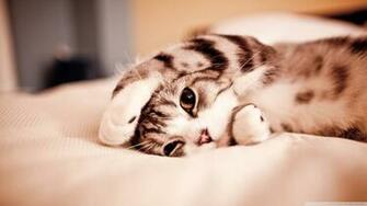 Funny Lazy Cat 4k HD Desktop Wallpaper For Ultra Tv
