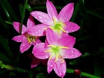 Wallpaper S Cute Flowers
