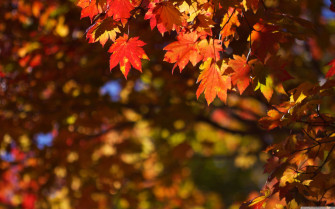 October Fall Wallpaper